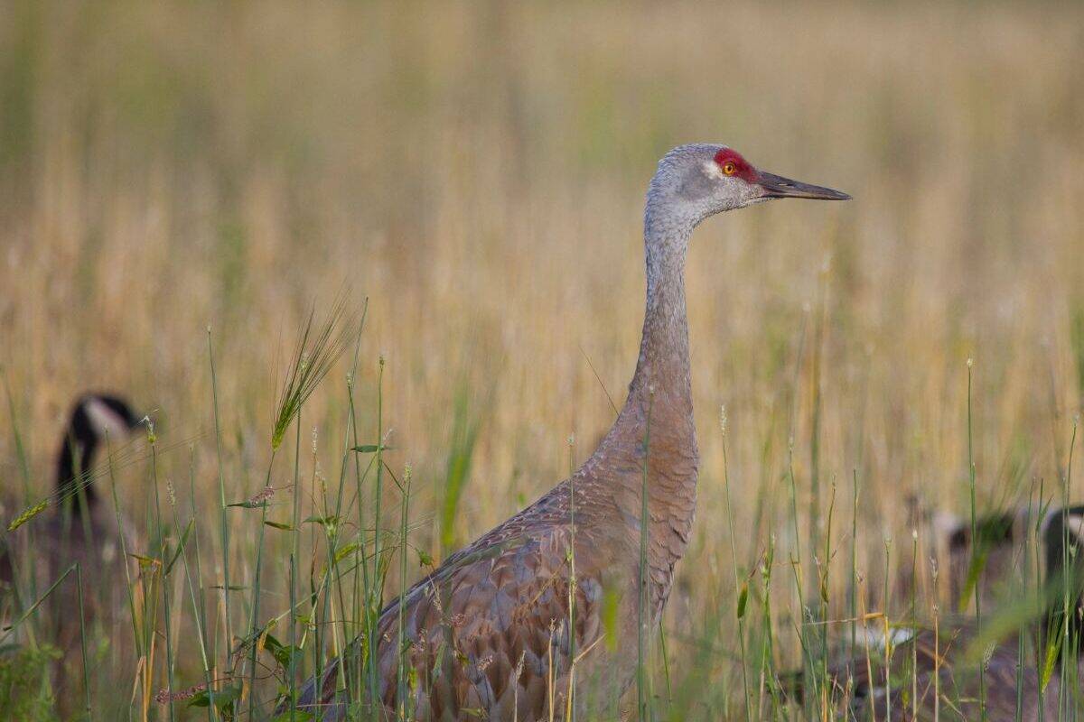 A sandhill crane gazes intensely during the Tanana Valley Sandhill Crane Festival in Fairbanks, Alaska