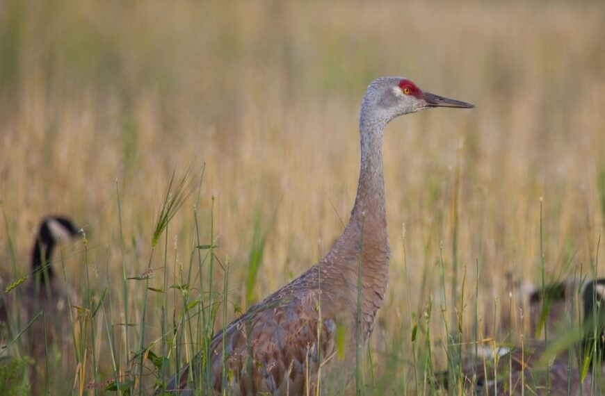 A sandhill crane gazes intensely during the Tanana Valley Sandhill Crane Festival in Fairbanks, Alaska
