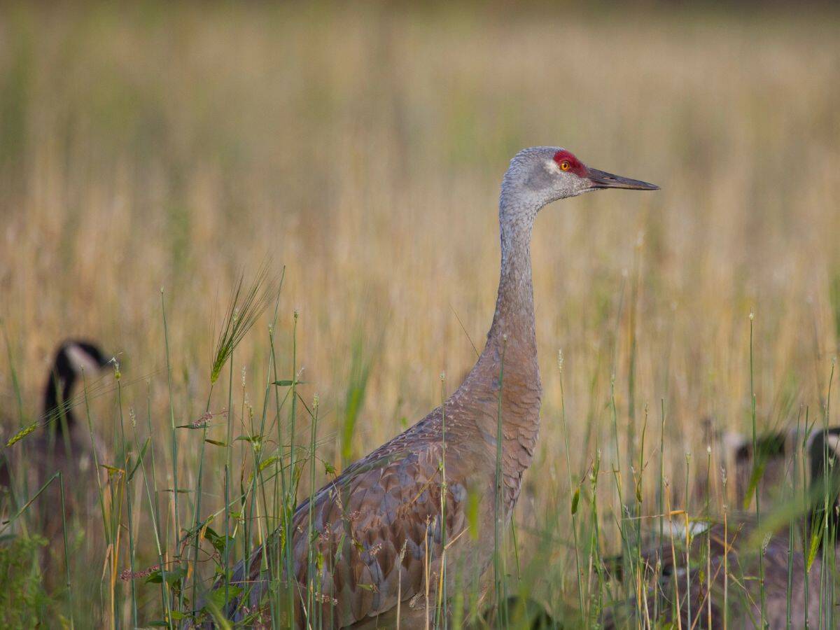 A sandhill crane gazes intensely during the Tanana Valley Sandhill Crane Festival in Fairbanks, Alaska