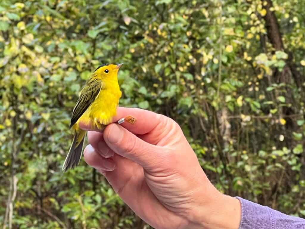 A hand holds a bright yellow bird with a band on its leg - part of the songbird banding studies during the Tanana Valley Sandhill Crane Festival in Fairbanks, AK