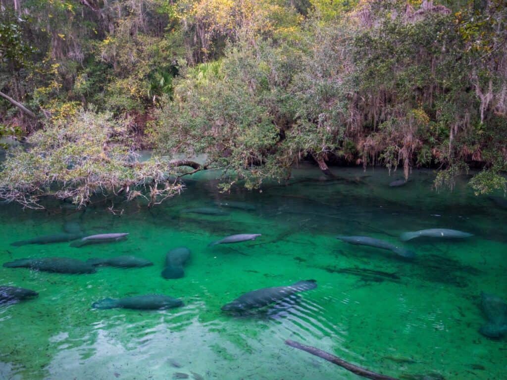 Manatees swim in the clear waters of Blue Spring State Park, FL, one of the best state parks for picnics
