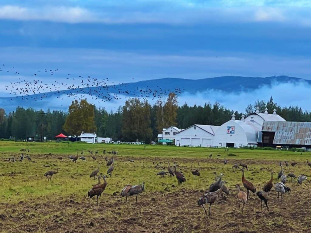 Sandhill cranes feed in the foreground while more sandhill cranes fly in the background on a foggy morning at Creamer's Field, Fairbanks, Alaska