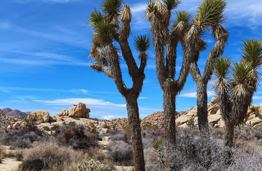 Joshua trees stand tall in the Mojave Desert in Joshua Tree National Park, CA