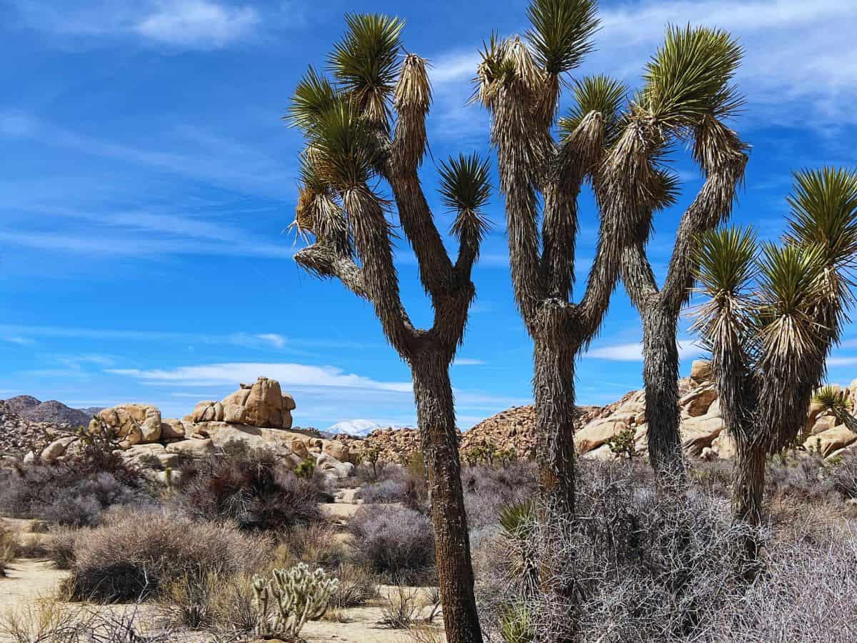 Joshua trees stand tall in the Mojave Desert in Joshua Tree National Park, CA