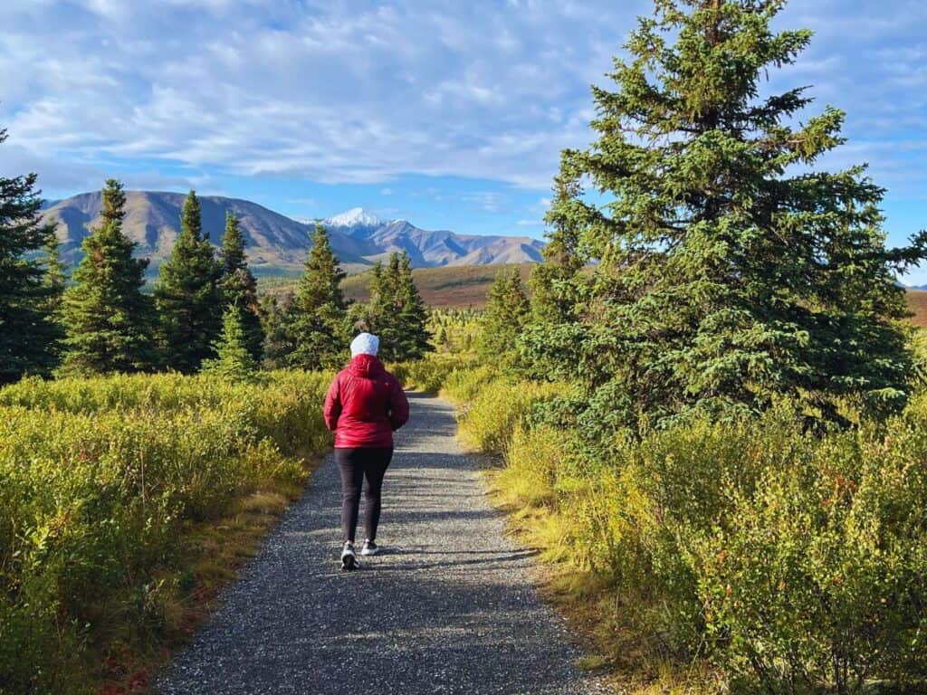A woman hikes Mountain Vista Trail, one of a few easy hikes in Denali National Park, Alaska