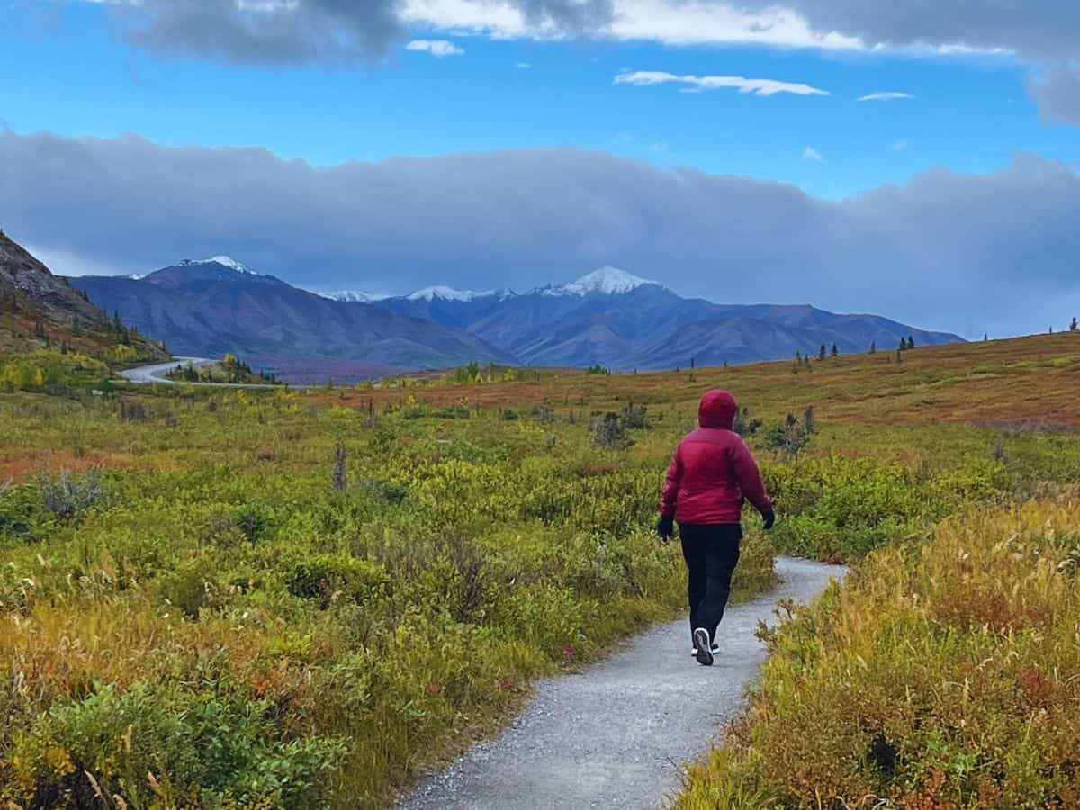A woman hikes toward Denali Park Road on the Savage River Loop with snowy peaks on the horizon