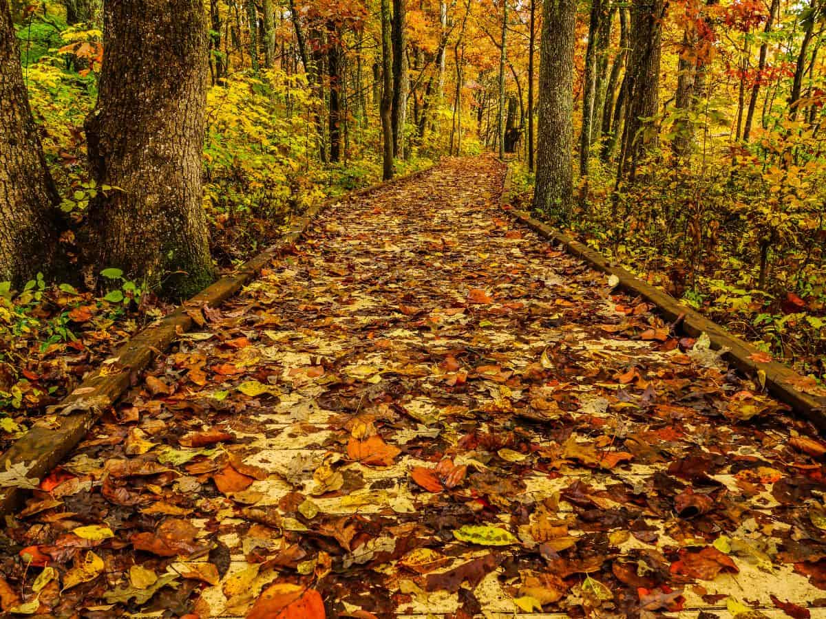 Leaves cover a hiking trail in Mammoth Cave National Park, KY