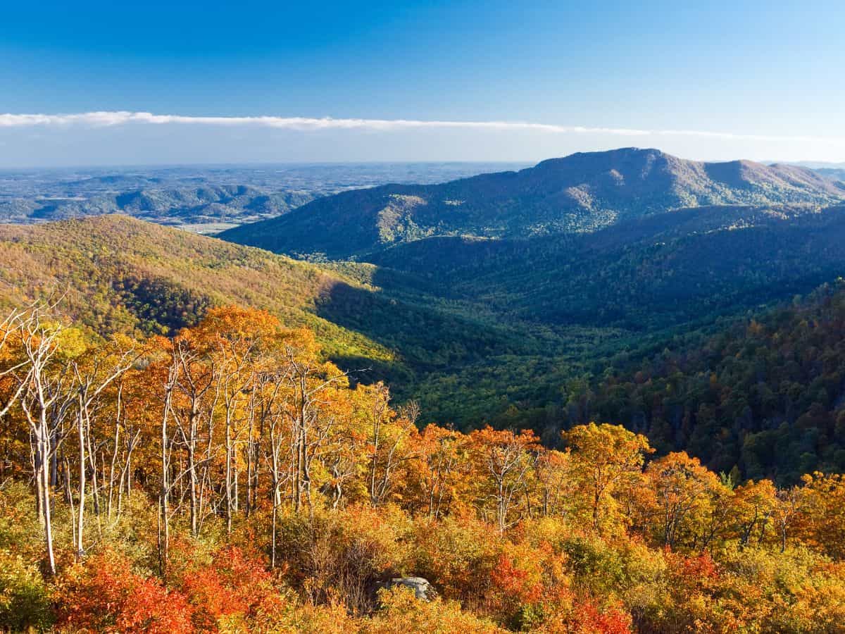 Trees don fall colors in the Blue Ridge Mountains, Shenandoah National Park, VA