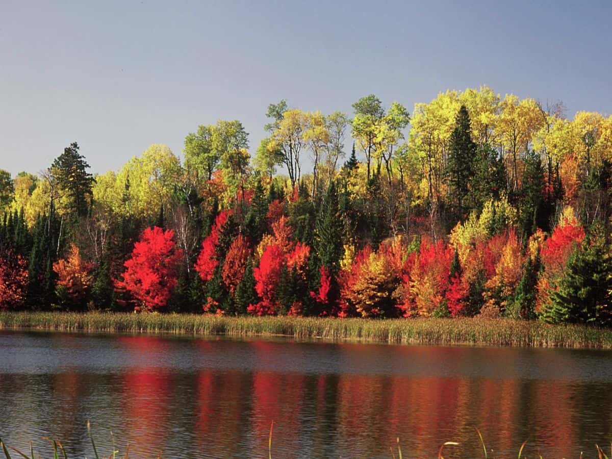 Bright red trees line Blind Ash Bay, Voyageurs National Park, MN