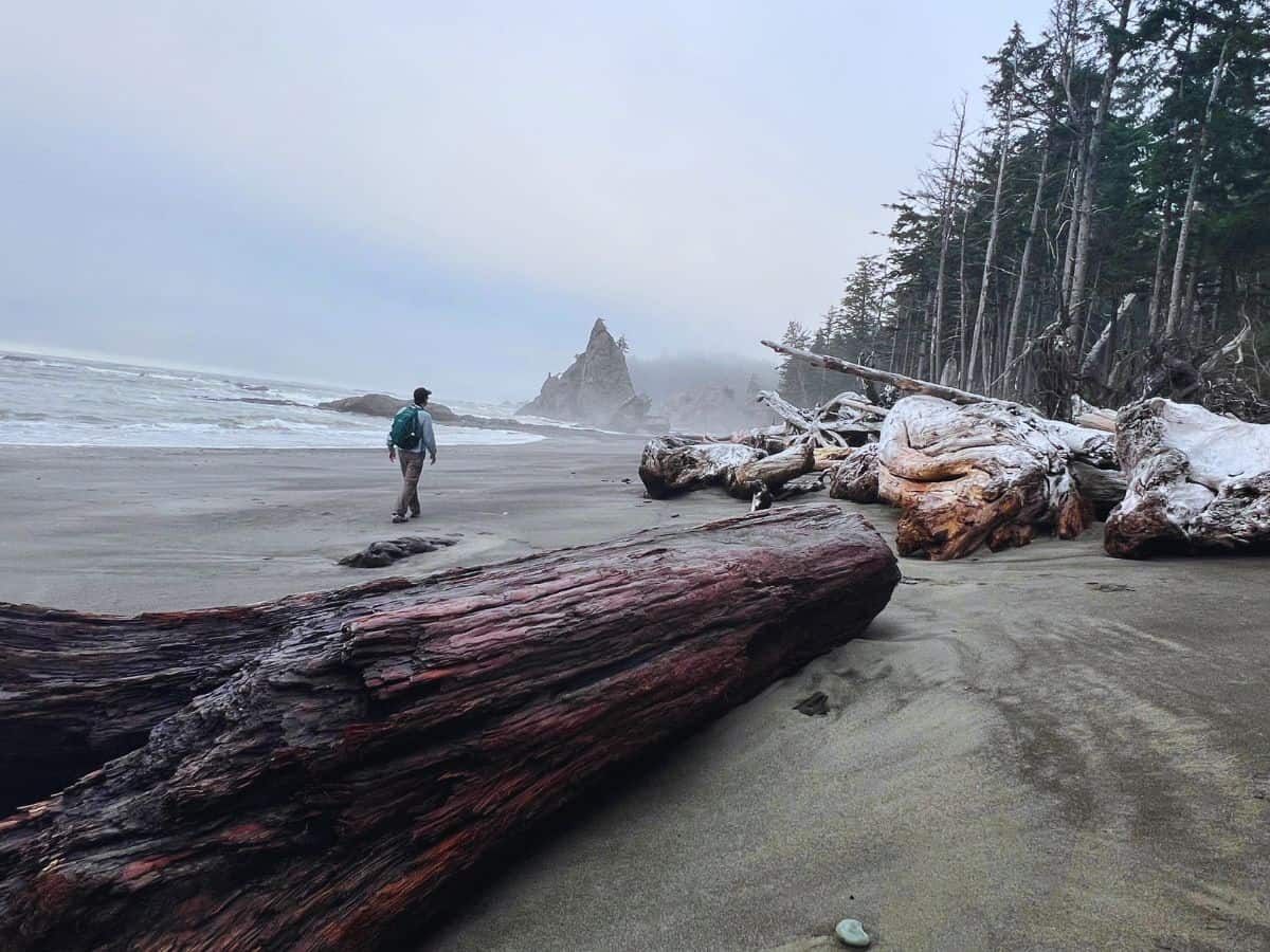 A man walks past driftwood and toward a sea stack on Rialto Beach