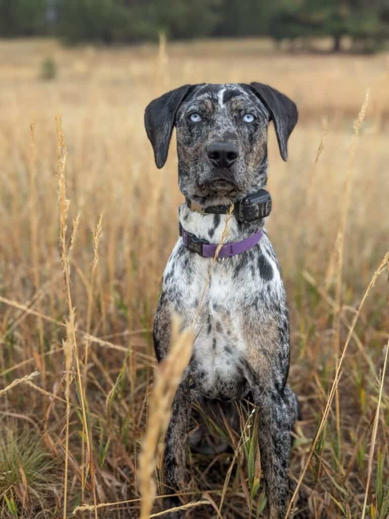 A Grand Canyon Conservation K-9 Unit dog sits in an open field