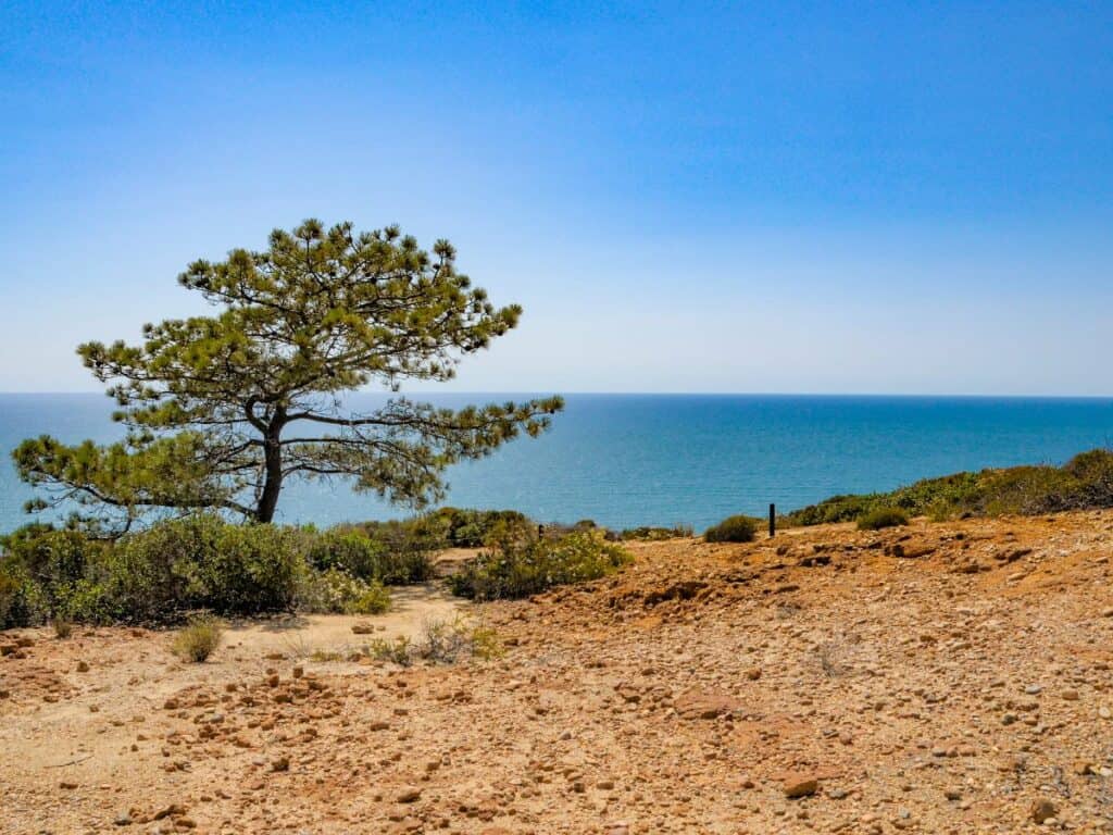 A lone Torrey pine grows along a coastal cliff