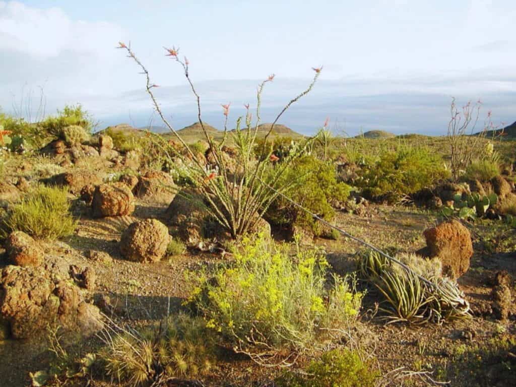 An ocotillo stretches its whip-like stems toward the sky in Big Bend National Park, TX.
