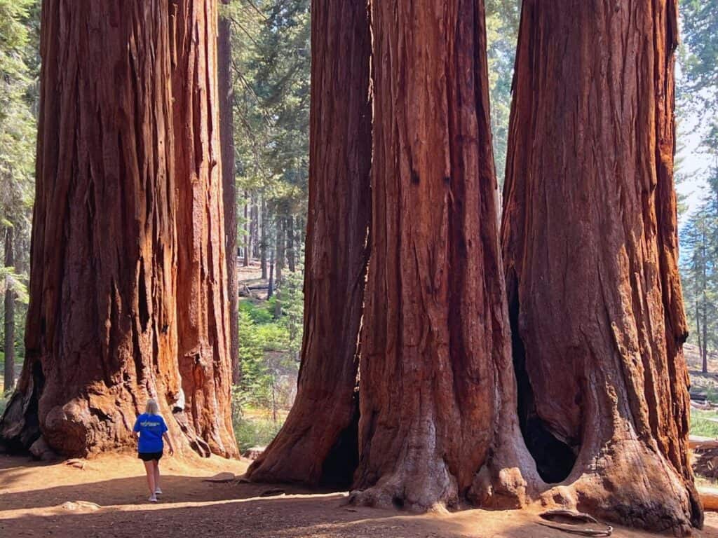 A woman walks under giant sequoias in Sequoia National Park, California