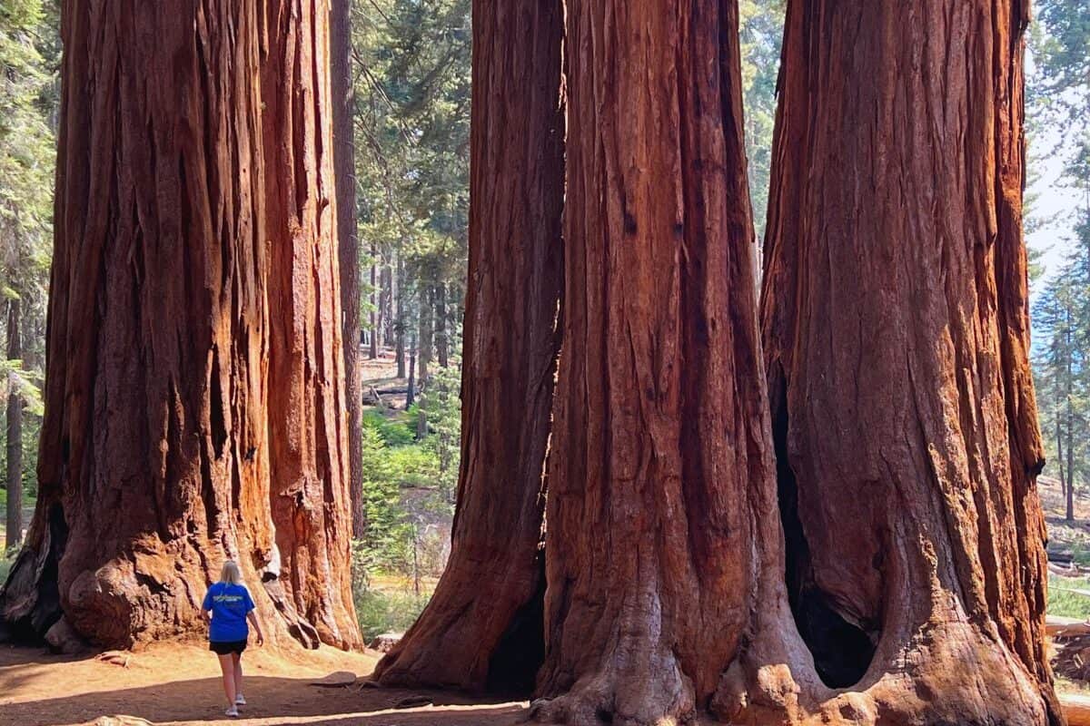 A woman walks under giant sequoias in Sequoia National Park, California