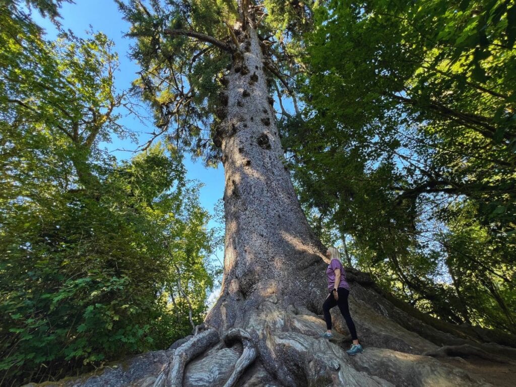 A woman stands at the base of the world's largest Sitka spruce in Olympic National Park, WA.
