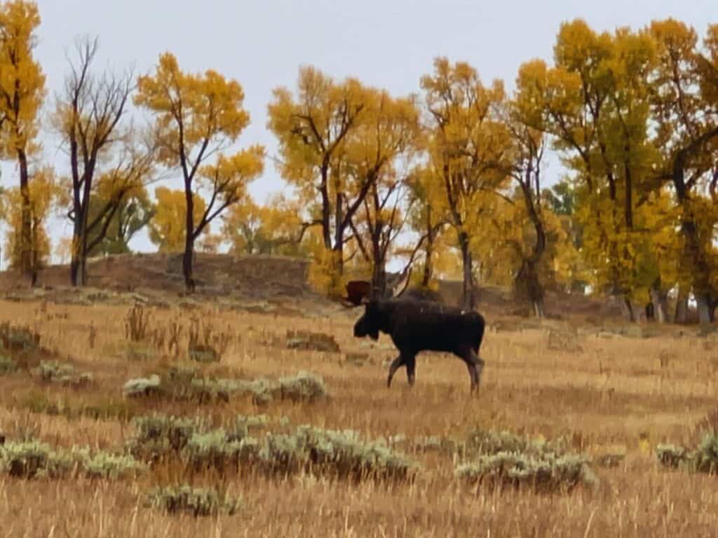 A moose walks across a sprawling field backed by gold foliage in Grand Teton National Park, WY.