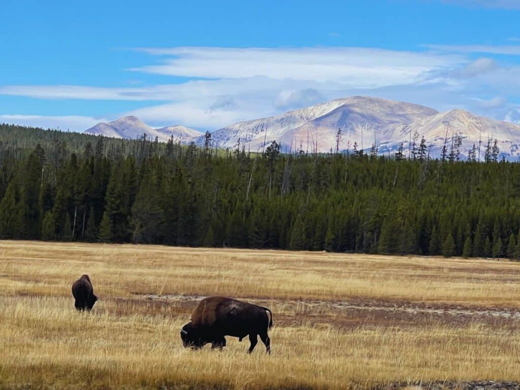 Two bison graze in a field with a mountain in the background.