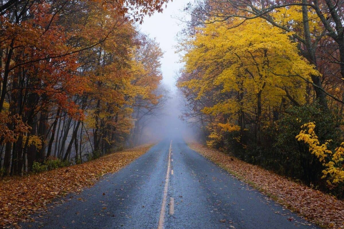 Trees with fall foliage line both sides of an open road - a possibility if you know the best times to drive for Thanksgiving