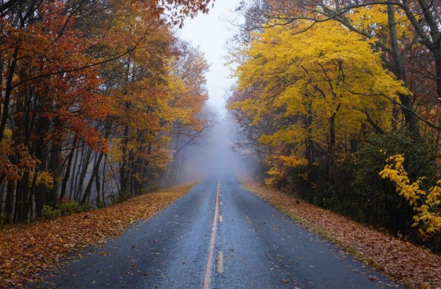 Trees with fall foliage line both sides of an open road - a possibility if you know the best times to drive for Thanksgiving