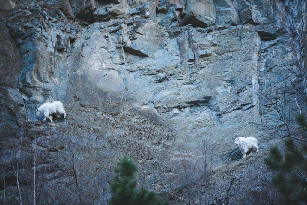 Two mountain goats climb up the side of a mountain in North Cascades National Park, Washington.