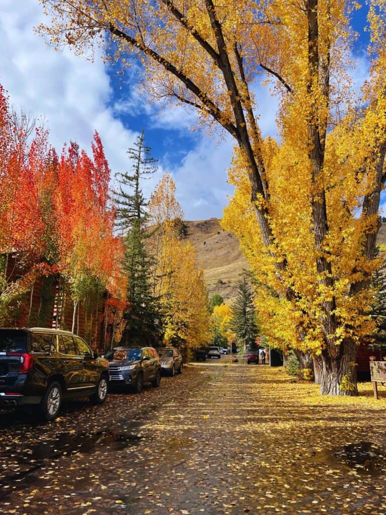 A road in Grand Teton is lined with cars and trees donning bright, colorful fall foliage.