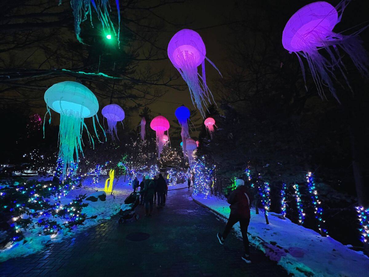 People stroll under jellyfish lanterns at the Cincinnati Zoo Festival of Lights