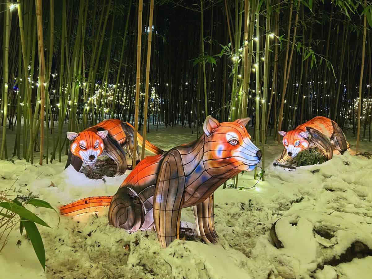 Red panda lanterns sit under bamboo plants at the Cincinnati Zoo