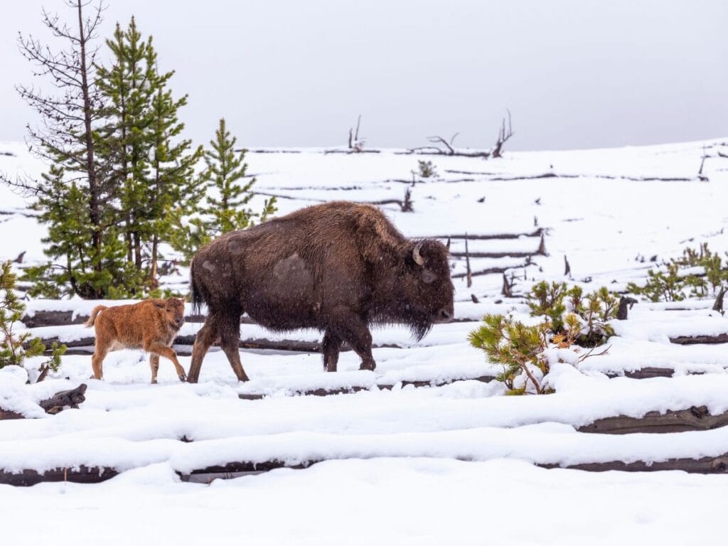 A bison and a calf walk in the snow in Yellowstone National Park