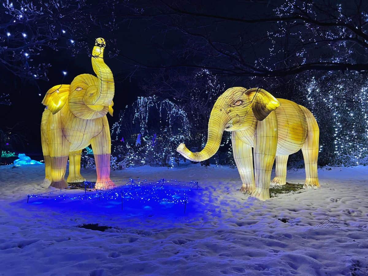 Elephant lanterns glow bright at the Cincinnati Zoo Festival of Lights.
