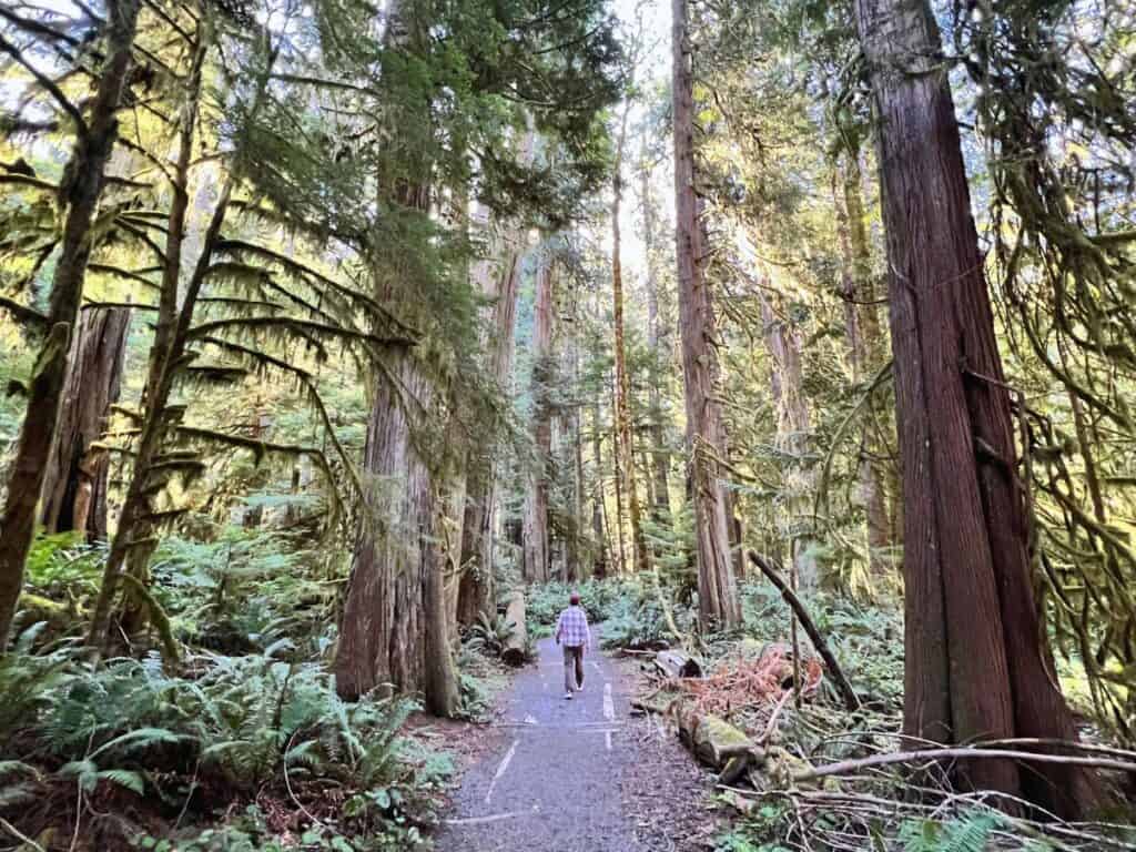 A man walks a forested trail in Olympic National Park, Washington