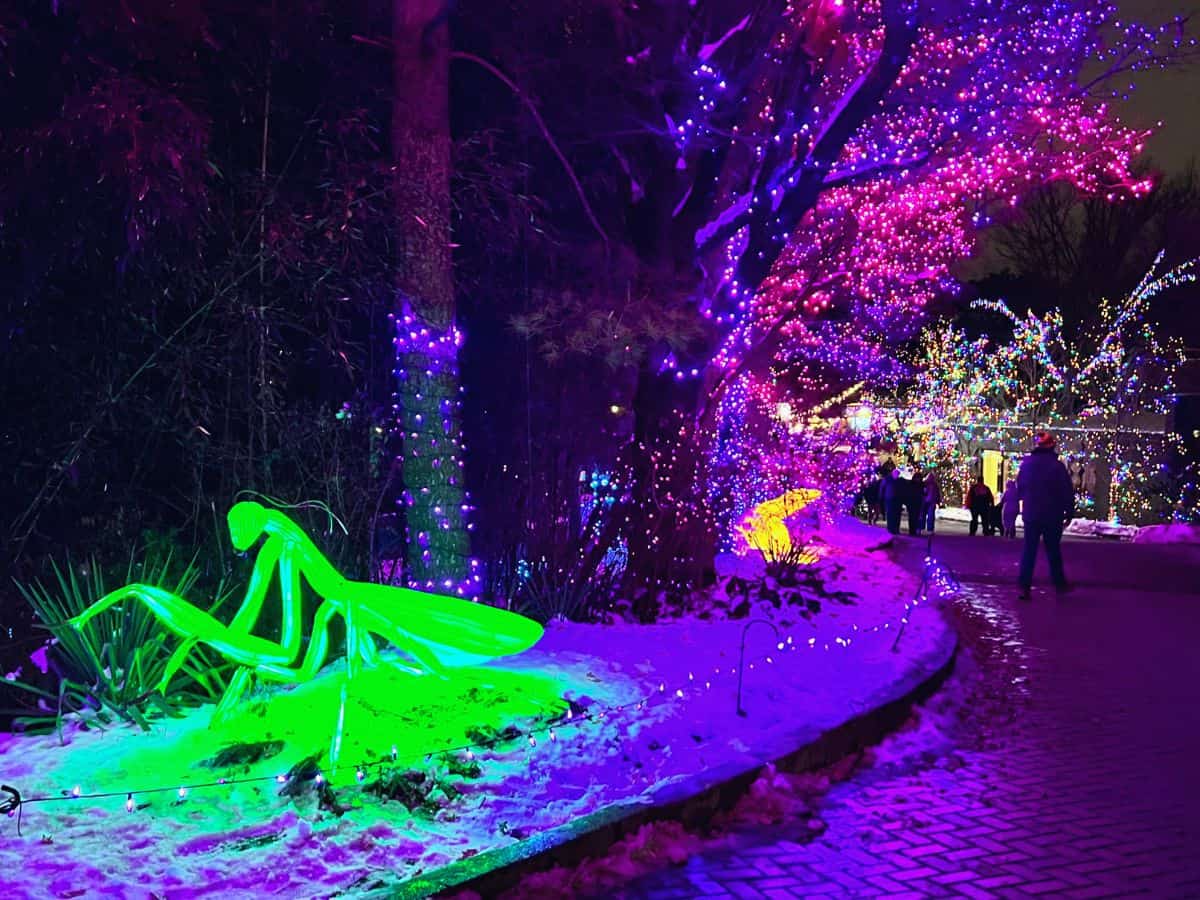 A praying mantis lantern glows neon green