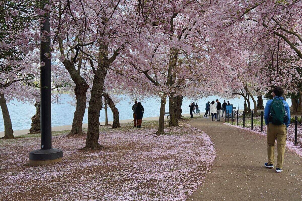 A man walks a paved path under cherry trees in Washington, DC