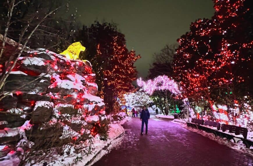 A man strolls under candy cane lights as a lion lantern sits atop a large rock.
