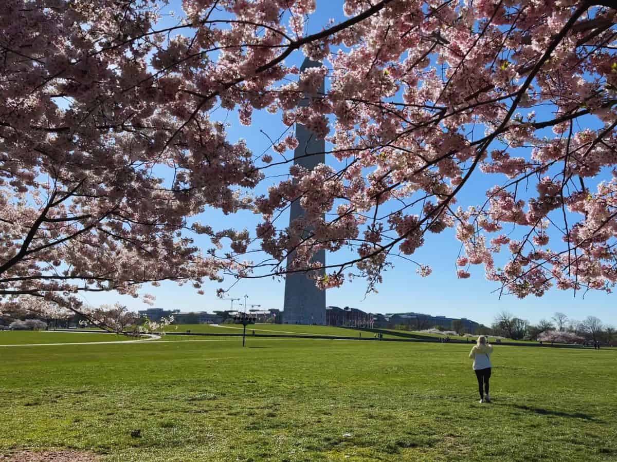 A woman stands under cherry trees, taking pictures of the Washington Monument.