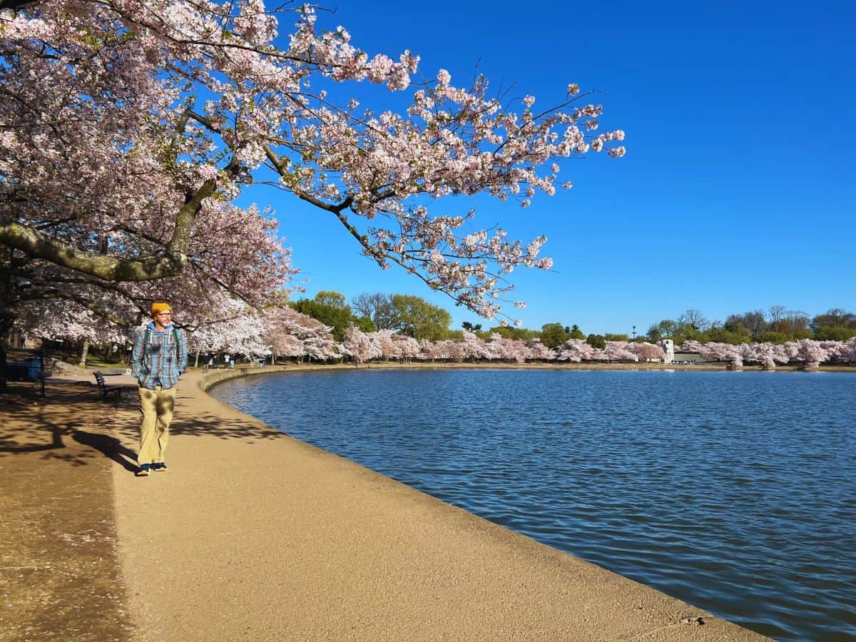 A man walks under cherry trees along Tidal Basin.