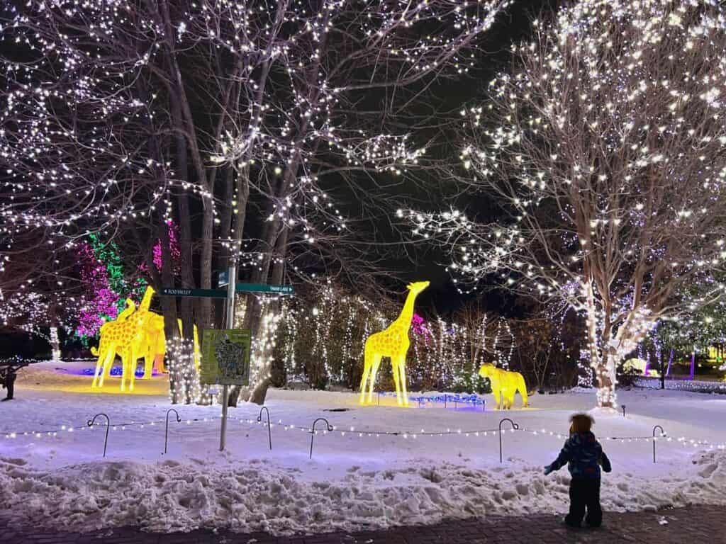 A young child looks at giraffe lanterns and trees covered in white lights at the Cincinnati Zoo Festival of Lights.