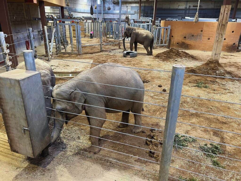 Elephants feed at the indoor section of Elephant Trek during a cold, snowy day in December.