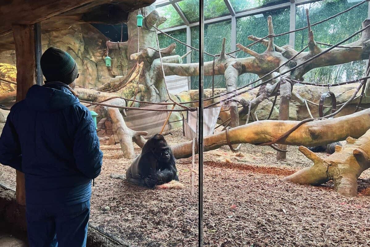 A man watches a gorilla at the Cincinnati Zoo.