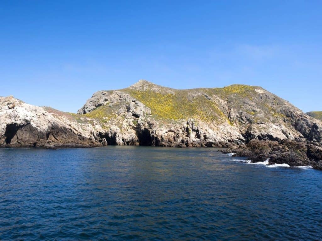 Yellow flowers brighten the rugged shores of San Miguel Island, Channel Islands National Park, CA.