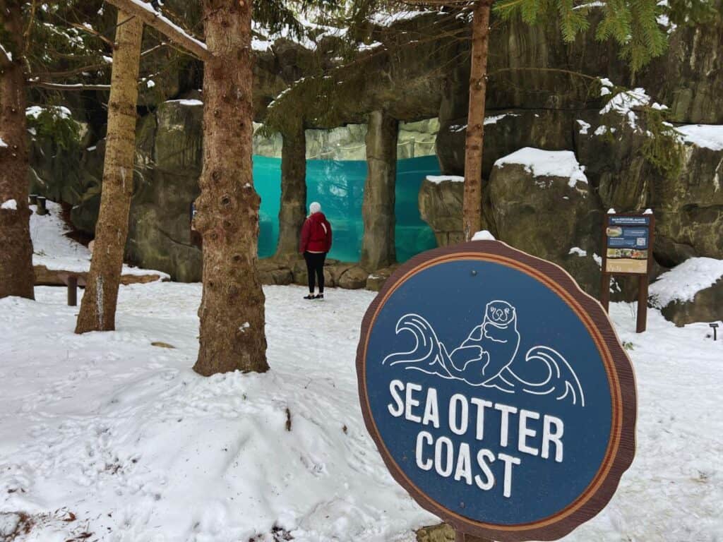 A woman watches otters swim at the new Sea Otter Coast Exhibit in the Cincinnati Zoo.