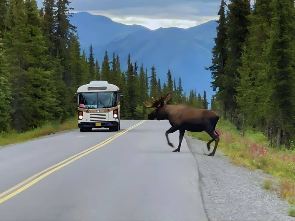 A moose crosses Denali Park Road in front of a tan, narrated tour bus, Denali National Park, Alaska.