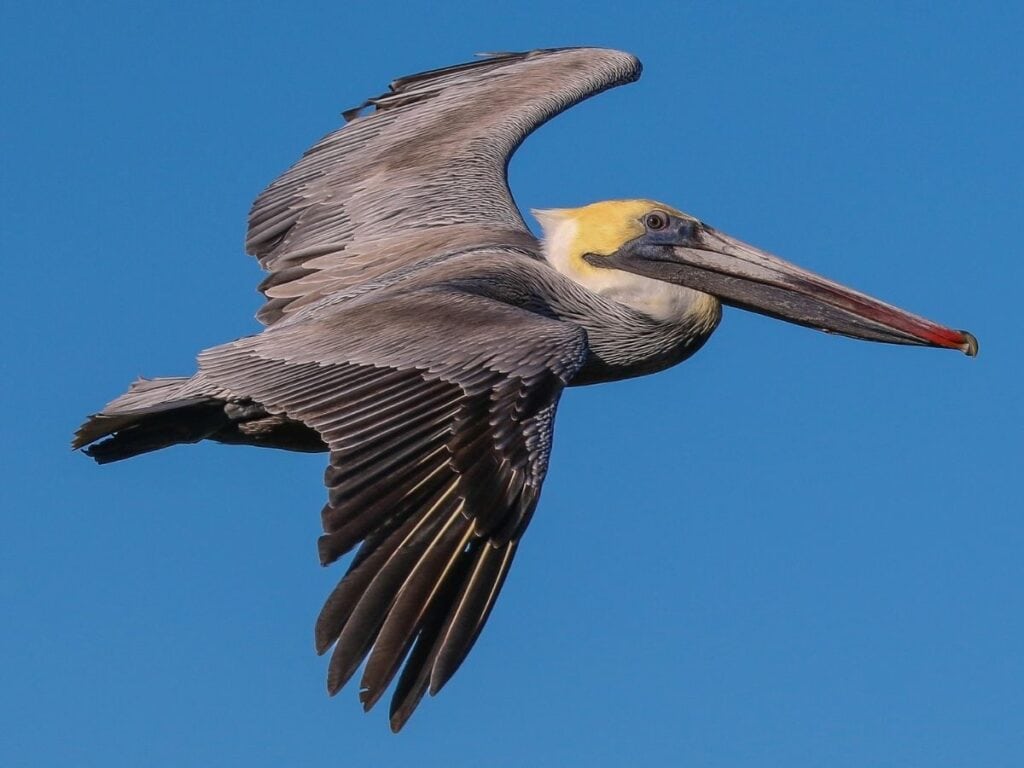 A brown pelican flies across a blue sky, Santa Barbara Island, Channel Islands National Park.