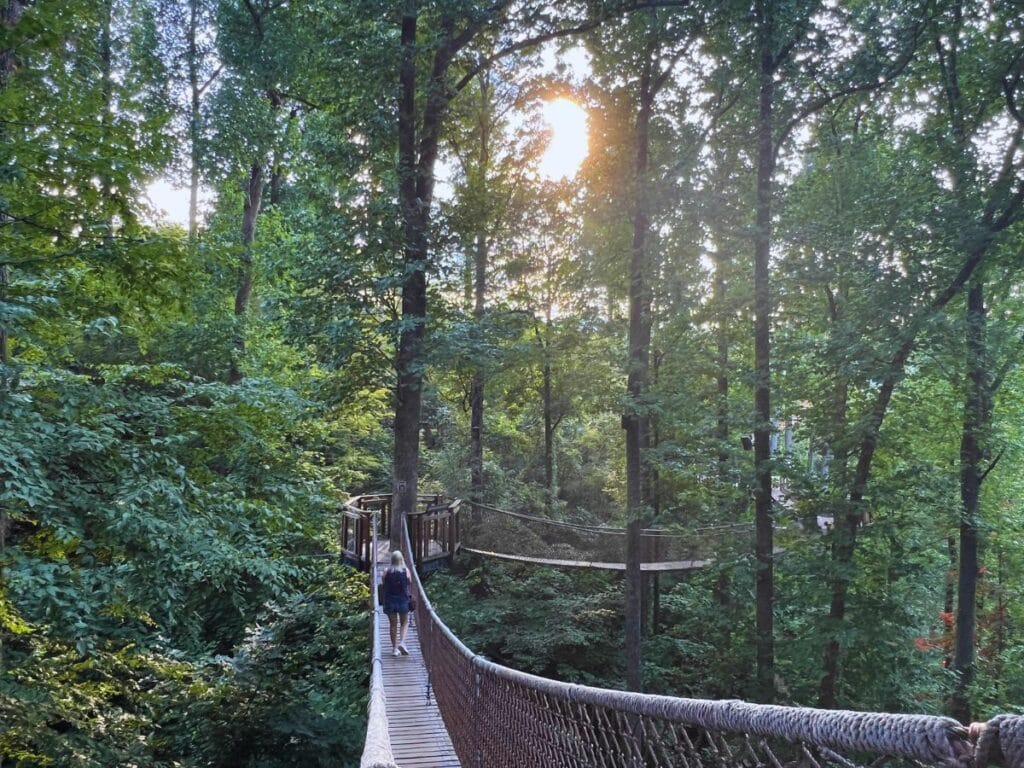 A woman walks along Anakeesta's Treetop Skywalk with the sun glowing behind the forest.
