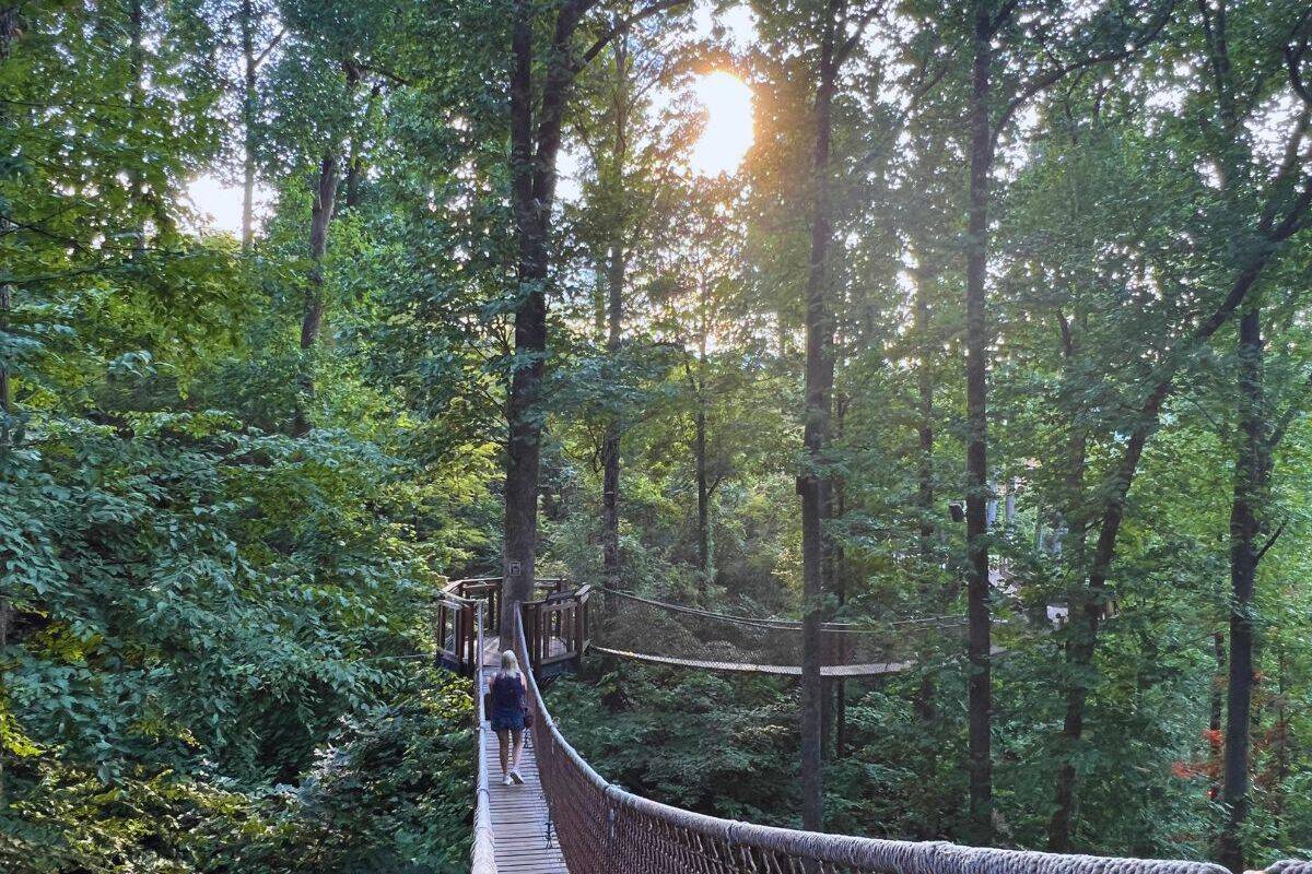 A woman walks along Anakeesta's Treetop Skywalk with the sun glowing behind the forest.