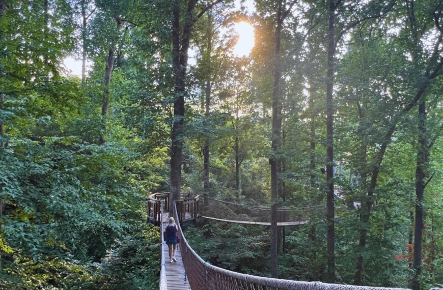 A woman walks along Anakeesta's Treetop Skywalk with the sun glowing behind the forest.