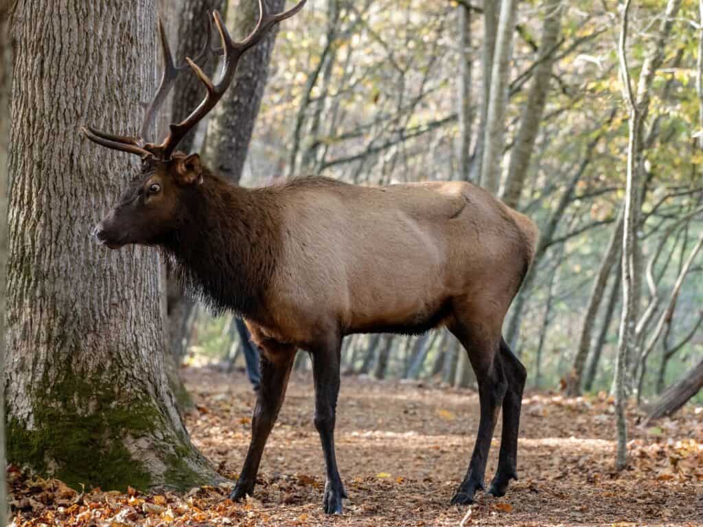 A bull elk gets startled by a nearby noise in Great Smoky Mountains National Park.