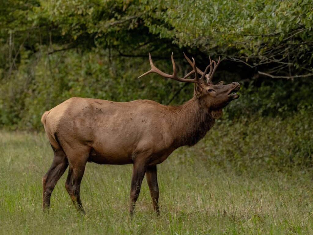 A Great Smoky Mountains National Park elk bugles during the rut.