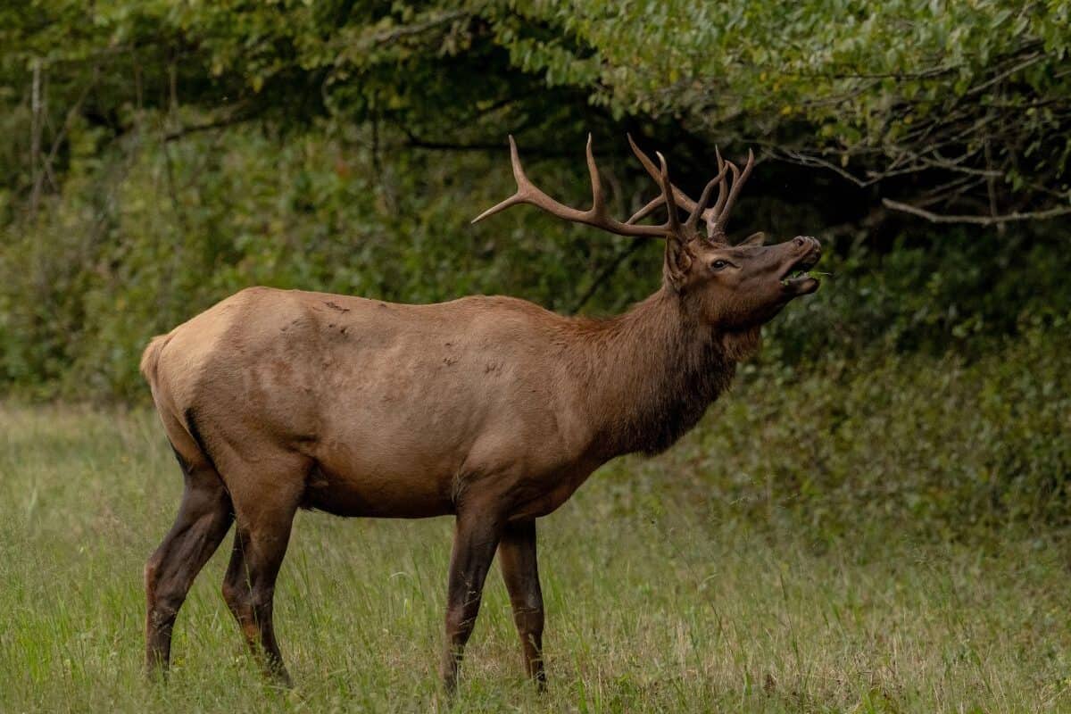 A Great Smoky Mountains National Park elk bugles during the rut.