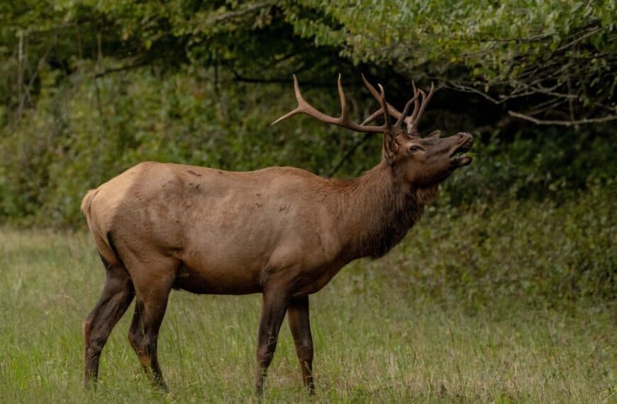 A Great Smoky Mountains National Park elk bugles during the rut.